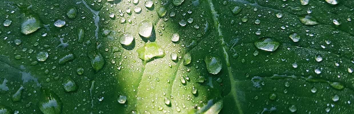 Perles de rosée sur une feuille