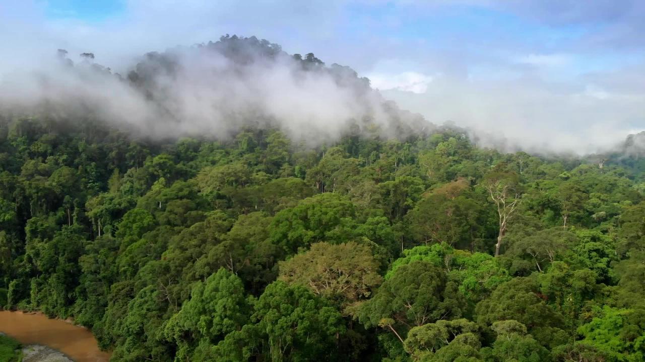 Paysage de forêt équatoriale