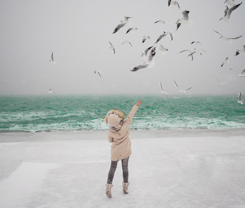 Mouette de rivage